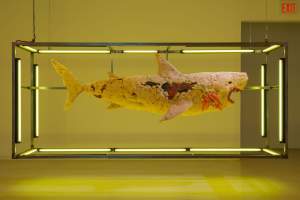 When You Are Between The Devil And The Deep Blue Sea features a large stuffed shark suspended horizontally in a rectangular glass tank, surrounded by fluorescent yellow lighting in a dimly lit room.