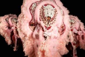 The person in this photograph titled The Bull, Creole Osceola 2nd Chief ZeeBo appears nearly swallowed by a pale pink feathered suit. Beadwork over the person’s face, which shows through a narrow opening, depicts a white bull’s head against a red oval. The featherwork flares widely, far beyond where the shoulders would be, and Chief ZeeBo’s arms are flung wide.