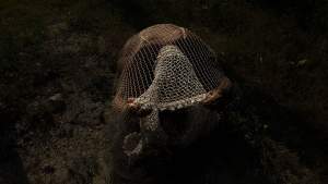 We look slightly down onto a person crouching and covering their body with a net in this digital print titled net fold. A white net over the head, at the center of the composition, stands out against the wider net against dark-toned skin. The dark ground is scattered with scrubby growth, rocks, and pebbles.