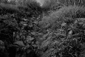 This black and white photo print, Und, Evergreen Plantation, focuses closely on a cleft in rocky soil. The horizon is high so the grasses growing alongside the crevice reach off the top of the composition.