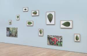 “Bientevéo” is an installation on a light blue wall of several framed digital prints of green cupey leaves. The large wide-bottom leaves have drawings and words incised into their surface. Near the bottom of the wall are two larger photographs of vegetation in the Guajataca forest in northwest Puerto Rico.