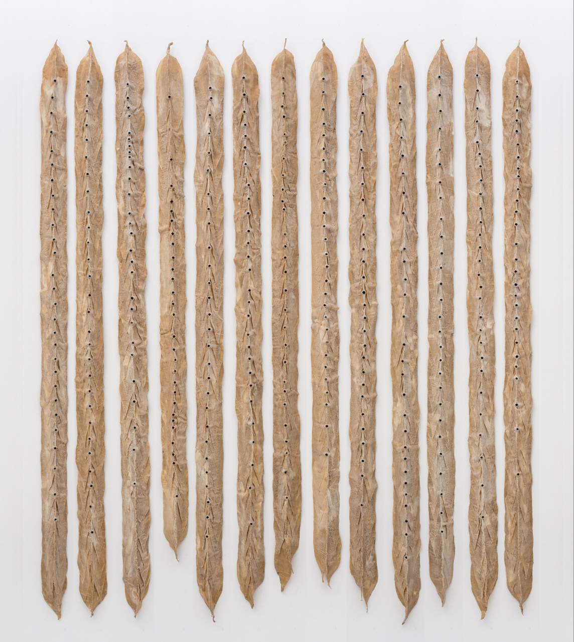 Thirteen tall, narrow, tan-colored strips hang closely together on a white wall. Each strip is lined down the middle with about 40 to 50 black dots. On a closer look, we find each strip is made with overlapping triangular layers like stacked shirt lapels.