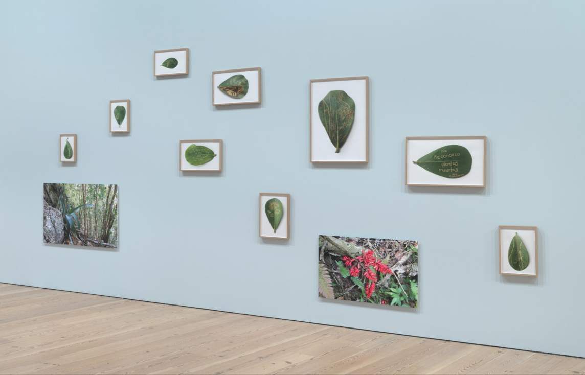 “Bientevéo (Iseeyouwell)” is an installation on a light blue wall of several framed digital prints of green cupey leaves. The large wide-bottom leaves have drawings and words incised into their surface. Near the bottom of the wall are two larger photographs of vegetation in the Guajataca forest in northwest Puerto Rico.