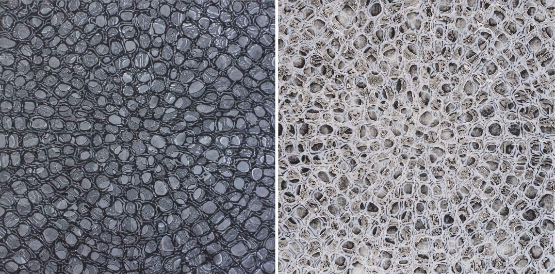 He ho'ike no ke ola is a close-up of a textured surface with concentric small circular patterns, showing the microscopic structure of diatoms.