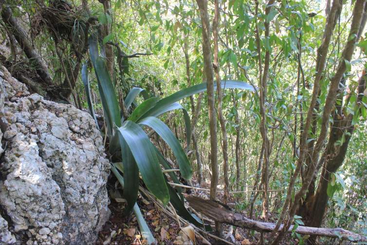 A large bromeliad plant grows from a textured rock in a tropical forest with light filtering through leaves.