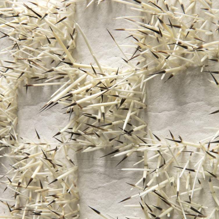 A close-up photo of Mikayla Patton’s artwork, titled Enduring, shows black-tipped porcupine quills protruding from a white handmade paper box.